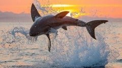 Course - General Biology of The Great White Shark