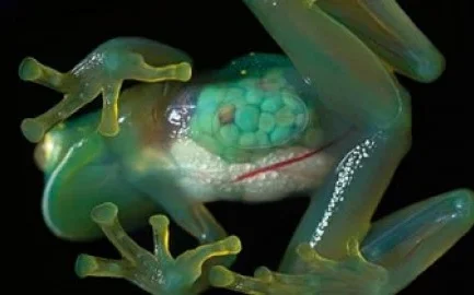 Course - Introductory Biology